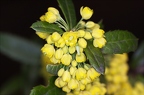 Berberis julianae 6