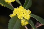 Berberis julianae 7