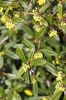 Berberis julianae