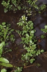 Nasturtium officinale 01