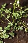 Nasturtium officinale 02