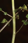 Nasturtium officinale 04