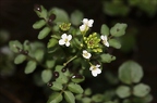 Nasturtium officinale 05