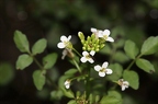 Nasturtium officinale 06