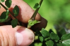 Nasturtium officinale 09