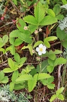 Fragaria viridis 01