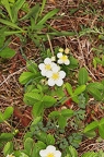 Fragaria viridis 06