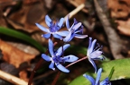 Scilla vindobonensis 1