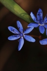 Scilla vindobonensis 2