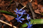 Scilla vindobonensis 3