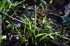 Scilla vindobonensis 4