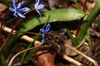 Scilla vindobonensis 5