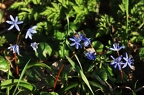 Scilla vindobonensis 6