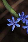 Scilla vindobonensis 7