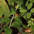 Adenophora liliifolia 1