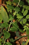 Adenophora liliifolia 1