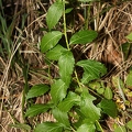 Adenophora liliifolia 2