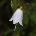Adenophora liliifolia 3