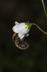 Adenophora liliifolia 4