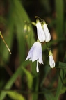 Adenophora liliifolia 5
