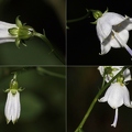 Adenophora liliifolia 6