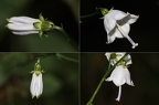 Adenophora liliifolia 6