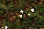 Adenophora liliifolia 7