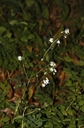 Adenophora liliifolia 8