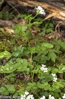 Cardamine amara 1