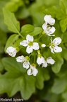 Cardamine amara 2