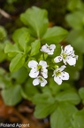 Cardamine amara 4