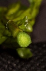 Cardamine amara 5
