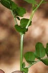 Cardamine amara 6