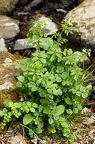 Cardamine amara 7
