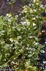 Cardamine amara 8
