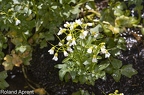 Cardamine amara 9
