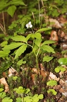 Cardamine waldsteinii 01