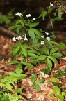Cardamine waldsteinii 02
