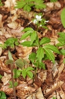 Cardamine waldsteinii 03