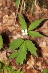 Cardamine waldsteinii 04