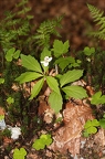 Cardamine waldsteinii 07