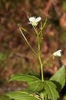 Cardamine waldsteinii 08