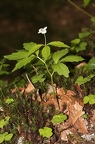 Cardamine waldsteinii 09