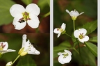Cardamine waldsteinii 10