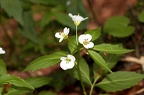 Cardamine waldsteinii 11