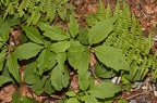 Cardamine waldsteinii 12