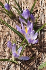 Crocus albiflorus