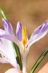 Crocus albiflorus 2