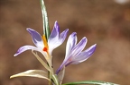 Crocus albiflorus 3