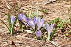 Crocus albiflorus 4